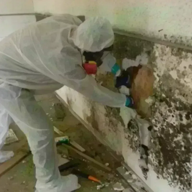 Mold Remediation and Removal in Marfa, TX